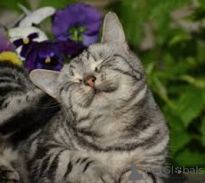 Photo №1. european à poil ras - à vendre en ville de Amsterdam | 580€ | Annonce № 162718