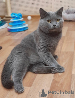 Photo №2 de l'annonce № 161964 de la vente british shorthair - acheter à Fédération de Russie de l'abri
