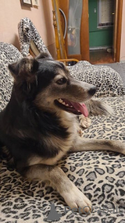 Photo №2 de l'annonce № 135395 de la vente chien bâtard - acheter à Fédération de Russie annonce privée