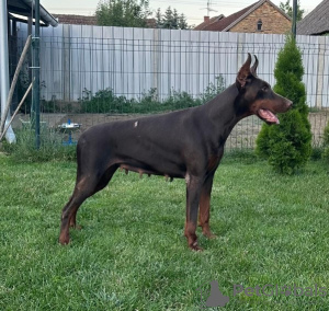 Photos supplémentaires: Chiots Dobermann