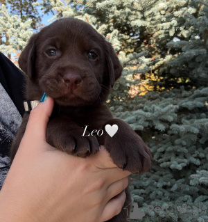 Photo №1. labrador retriever - à vendre en ville de Zürich | négocié | Annonce №178543