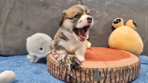 Photo №2 de l'annonce № 145096 de la vente welsh corgi - acheter à Fédération de Russie éleveur