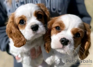 Photo №2 de l'annonce № 123827 de la vente cavalier king charles spaniel - acheter à La finlande annonce privée, éleveur