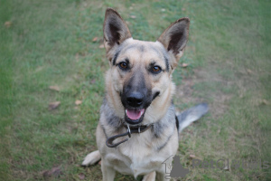 Photo №2 de l'annonce № 133908 de la vente chien bâtard - acheter à Biélorussie annonce privée