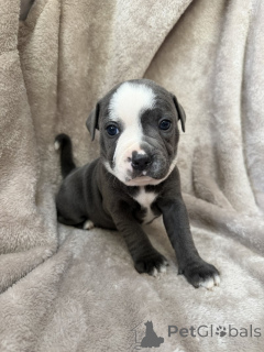 Photo №1. staffordshire bull terrier - à vendre en ville de Gällivare | négocié | Annonce №169803