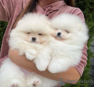 Photos supplémentaires: Chiots de Poméranie