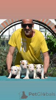 Photo №2 de l'annonce № 139008 de la vente american pit bull terrier - acheter à Serbie 