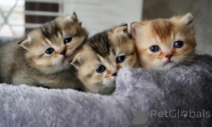 Photo №4. Je vais vendre munchkin en ville de Estringen. annonce privée - prix - 580€