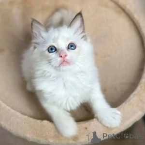 Photo №3. Chatons de ragdoll pour adoption. Allemagne