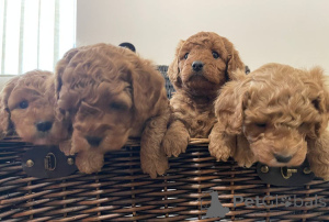 Photo №4. Je vais vendre cavalier king charles spaniel en ville de Berlin. éleveur - prix - 370€