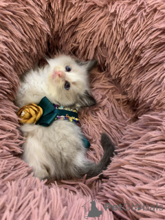 Photo №2 de l'annonce № 167408 de la vente ragdoll - acheter à L'Autriche éleveur