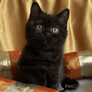 Photo №1. british shorthair - à vendre en ville de Berlin | 550€ | Annonce № 165158