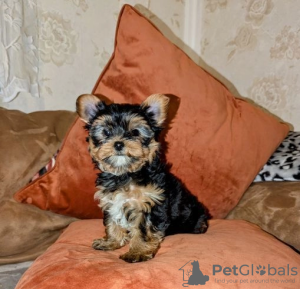 Photo №1. yorkshire terrier - à vendre en ville de Alytus | 400€ | Annonce №127590