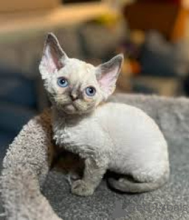 Photo №2 de l'annonce № 166332 de la vente devon rex - acheter à La finlande annonce privée, éleveur