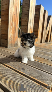 Photo №4. Je vais vendre biewer yorkshire terrier en ville de Москва. annonce privée - prix - 1047€