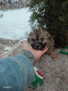 Photo №2 de l'annonce № 35332 de la vente caniche (jouet) - acheter à Estonie éleveur