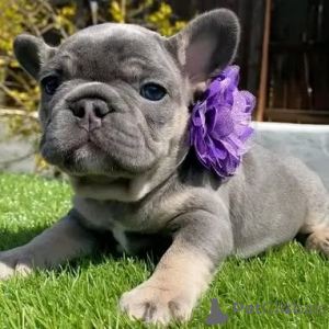 Photo №1. bouledogue - à vendre en ville de Châtelet | négocié | Annonce №165204