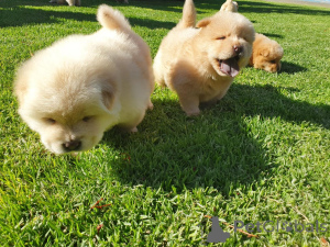 Photo №4. Je vais vendre chow-chow en ville de Oklahoma City.  - prix - négocié