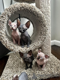 Photo №1. sphynx - à vendre en ville de Donzdorf | 350€ | Annonce № 150877