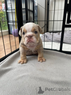 Photo №1. bulldog anglais - à vendre en ville de Elva | négocié | Annonce №169511