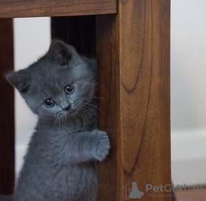 Photo №1. british shorthair - à vendre en ville de Гамбург | 400€ | Annonce № 101759