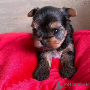 Photo №3. Yorkie chiots pour l'adoption. Nous avons des chiots Yorkie pour l'adoption de. USA