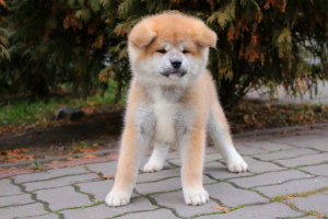 Photo №2 de l'annonce № 4719 de la vente akita (chien) - acheter à Ukraine de la fourrière