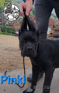 Photos supplémentaires: Chiots Cane Corso