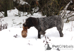 Photo №3. Braque allemand ZKwP FCI femelle. Pologne