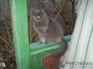 Photo №3. Vente de chats. Ukraine