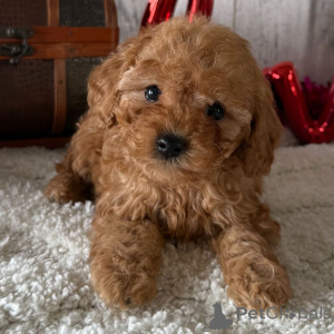 Photo №3. Mâle de 8 semaines Prêt à rentrer à la maison. La Grande-Bretagne