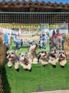 Photo №3. Schnauzers miniatures. Serbie