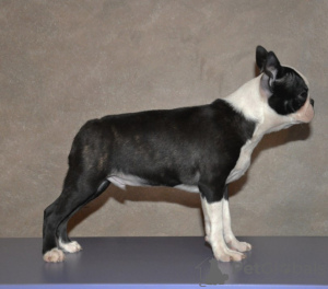 Photos supplémentaires: Chiots boston terrier à vendre