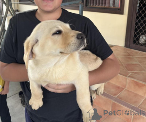 Photo №2 de l'annonce № 170566 de la vente labrador retriever - acheter à Estonie éleveur