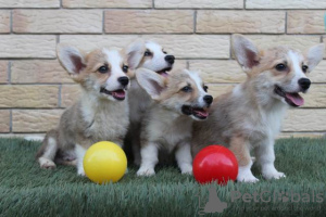 Photos supplémentaires: Chiots Welsh Corgi Pembroke