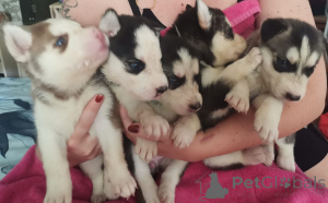 Photo №1. chien bâtard - à vendre en ville de Cali | Gratuit | Annonce №157357