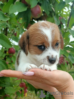 Photo №3. Chiots Jack Russell Terrier. Fédération de Russie