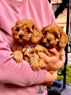 Photo №1. cavalier king charles spaniel - à vendre en ville de Zrenjanin | négocié | Annonce №103851