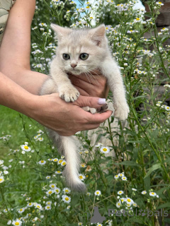 Photo №3. Chatons écossais. Biélorussie