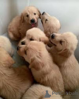 Photo №2 de l'annonce № 157206 de la vente golden retriever - acheter à Allemagne annonce privée, éleveur