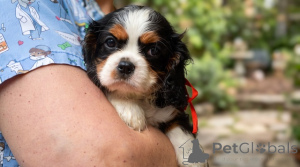Photo №4. Je vais vendre cavalier king charles spaniel en ville de Belgrade. éleveur - prix - négocié