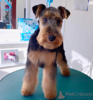 Photo №2 de l'annonce № 109368 de la vente welsh terrier - acheter à Serbie éleveur