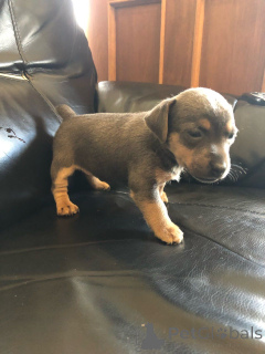 Photo №4. Je vais vendre jack russell terrier en ville de Danderyd. annonce privée, éleveur - prix - 850€