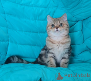 Photo №3. Chatons écossais avec documents. Fédération de Russie