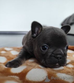 Photo №4. Je vais vendre bouledogue en ville de Берлингероде. annonce privée - prix - 5000€