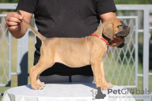 Photos supplémentaires: Chiots Cane Corso