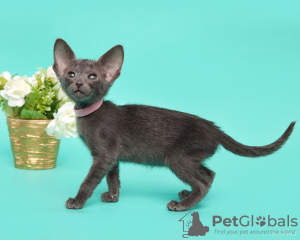 Photo №3. Bébé oriental. Fédération de Russie