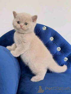 Photo №1. british shorthair - à vendre en ville de Berlin | négocié | Annonce № 169610