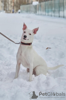 Photo №2 de l'annonce № 117578 de la vente chien bâtard - acheter à Fédération de Russie annonce privée