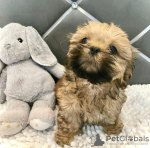 Photo №1. shih tzu - à vendre en ville de Montreal | 473€ | Annonce №103642